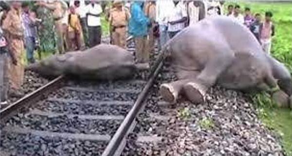 उत्तराखण्ड: ट्रेन की चपेट में आने से हथिनी और बच्चे की मौत, साथी हाथियों ने किया रेलवे ट्रेक जाम