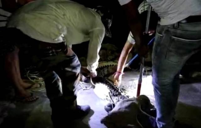 हरिद्वार:  रिहायशी इलाके में विशालकाय मगरमच्छ की दस्तक, कॉलोनीवासियों में दहशत