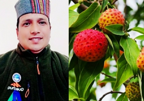 भमोरा: औषधीय गुणों से समृद्ध हिमालयन स्टोबेरी