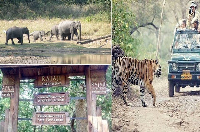 हरिद्वारः आज से खुलेगा राजाजी टाइगर रिजर्व, ले सकेंगे जंगल सफारी का लुत्फ, जानिये क्या है शुल्क