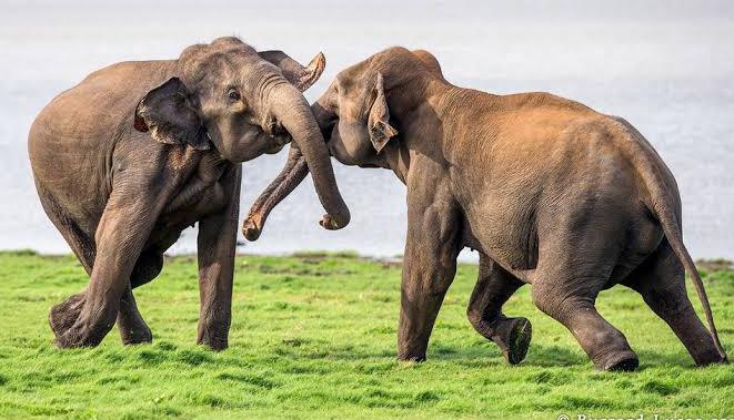 राजाजी टाइगर रिजर्व पार्क में हाथियों के बीच संघर्ष,एक की मौत