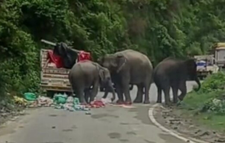 हाइवे पर सैर को पहुँचा हाथियों का झुंड, उड़ाई दावत, देखें वीडियो