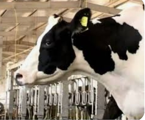 चीन ने बनाया सुपर गायों का क्लोन, एक दिन में देगी 150 लीटर दूध