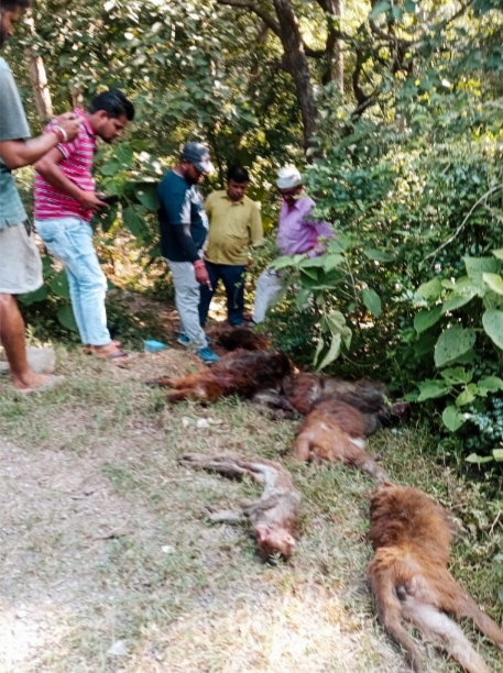 उत्तराखंड: बंदरों को जहर देकर मारकर लच्छीवाला के जंगल में फेंकने से मचा हड़कंप
