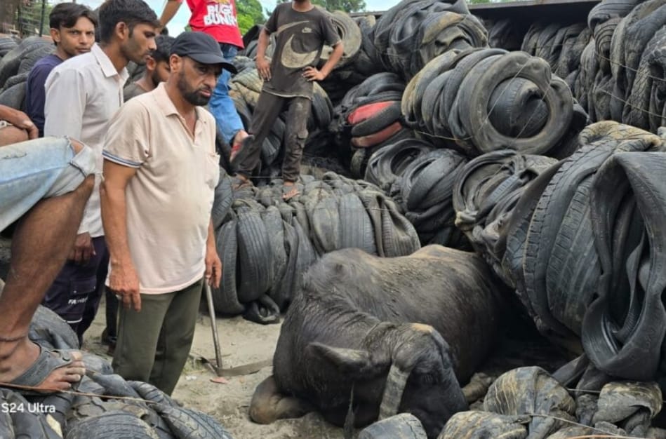 हरिद्वार: भैंसों के झुंड पर पलटा स्क्रैप भरा ट्रक, दो भैंसों की मौत