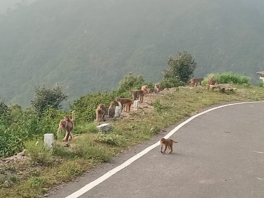 गजा: बंदरों को पकड़ने के लिए जिलाधिकारी से लगाई गुहार