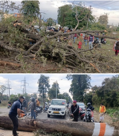 हरिद्वार: बीएचईएल मध्य मार्ग भगत सिंह चौक आर्य समाज मंदिर के रास्ते में गिरा पेड़, स्कूटी सवार युवक और युवती घायल