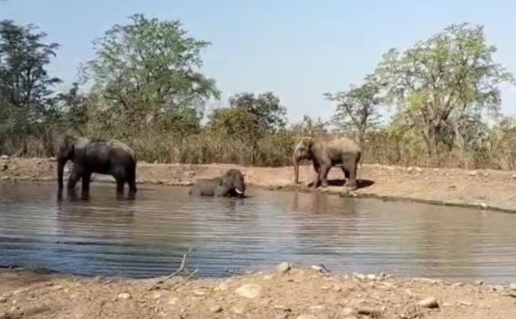 हरिद्वार: वन विभाग की ओर से तालाबों को किया जा रहा पुनर्जीवित, हर रेंज में बना रहे जलाशय, जानिए….